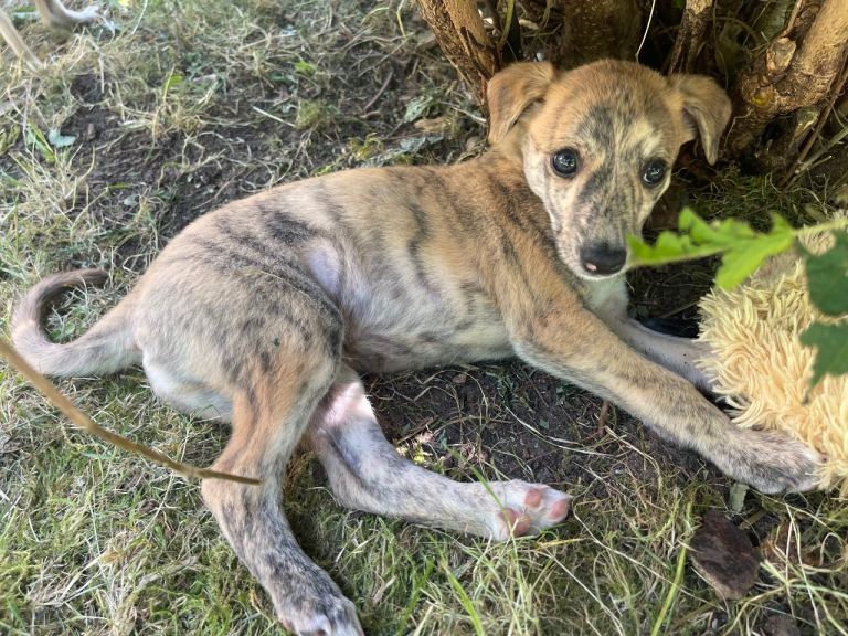 Kc registered whippet puppies
