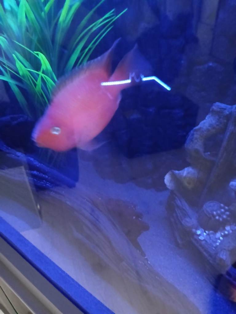 Fish for sale 