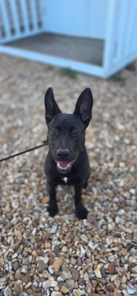 German Shepard X American Bulldog