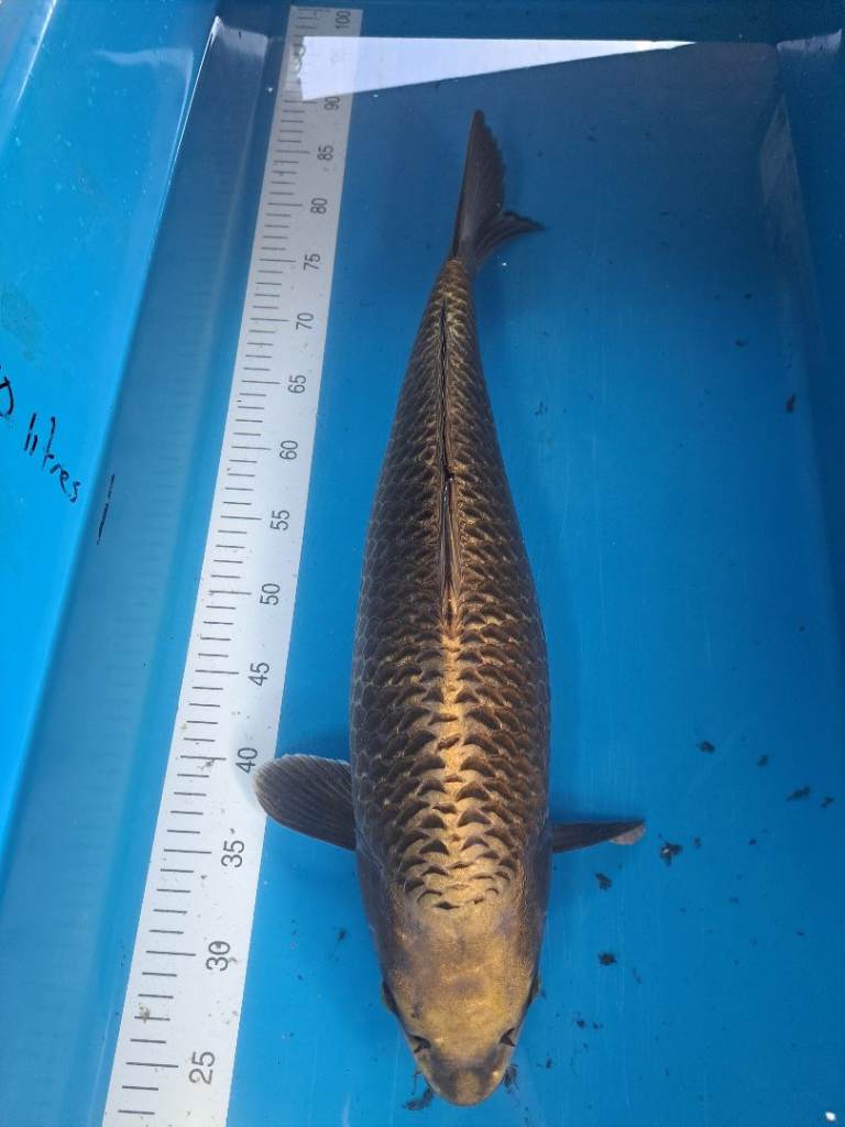 Four koi carp 48-56cm; £125 for all four