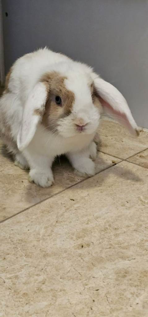 Holland Lop Bunnies Male and Female