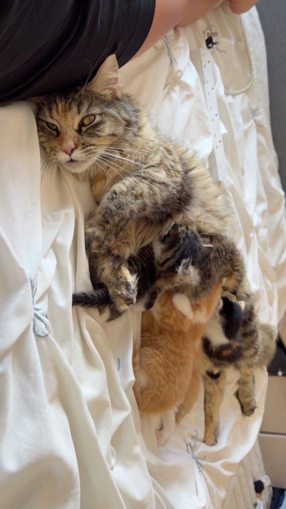 Mainecoon cross