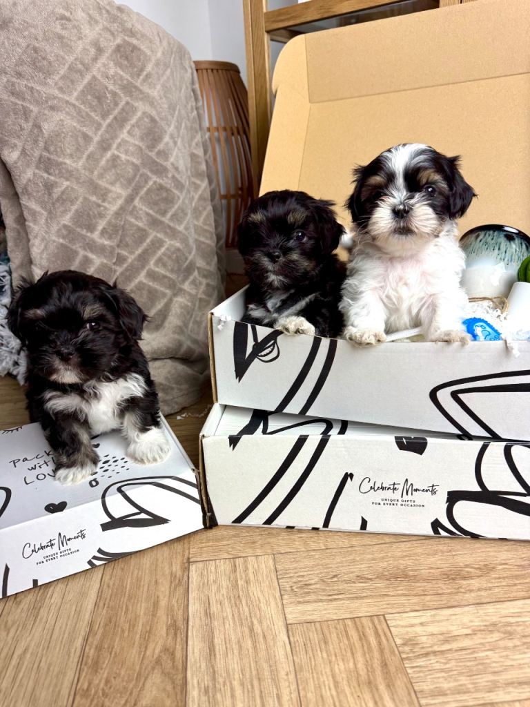 5 gorgeous puppies for sale, only 2 left