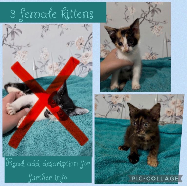 2 tortoiseshell/calico kittens 