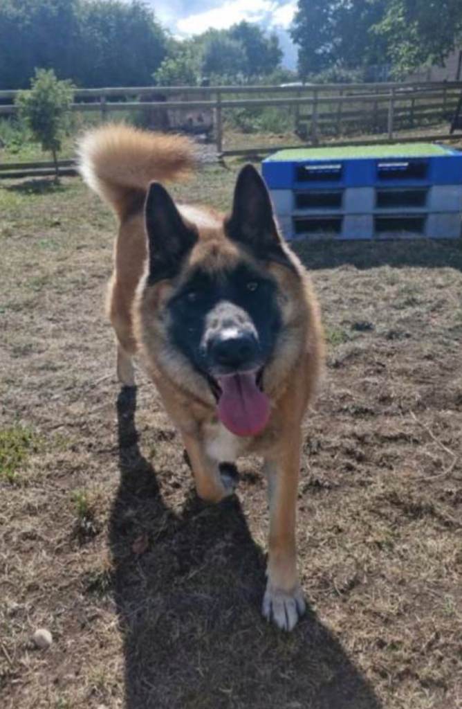 German Shepherd X Akita