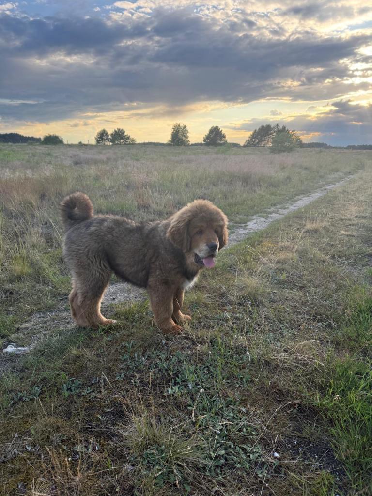Beautiful puppies for sale 