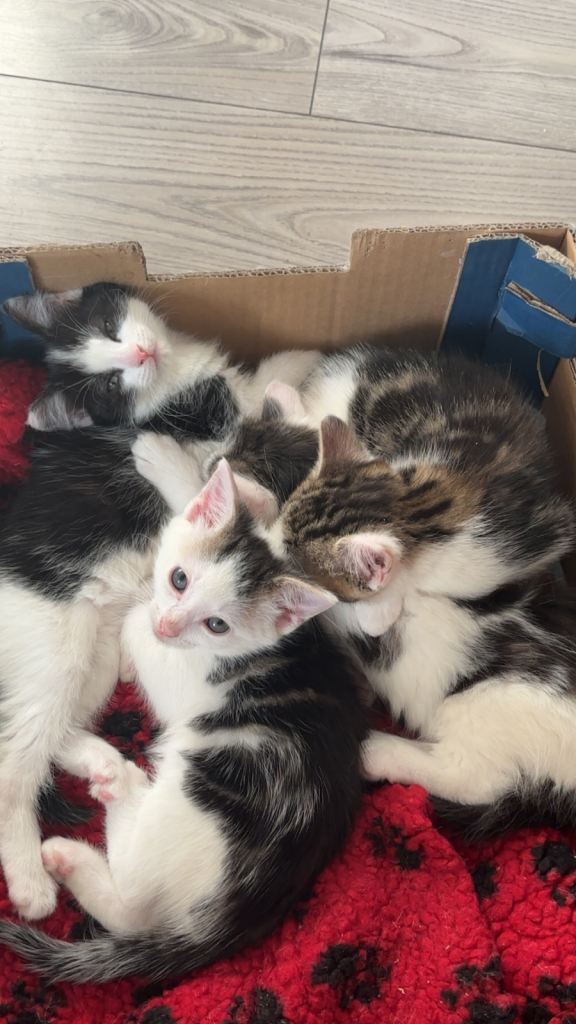 KITTENS FOR SALE/8 WEEKS OLD