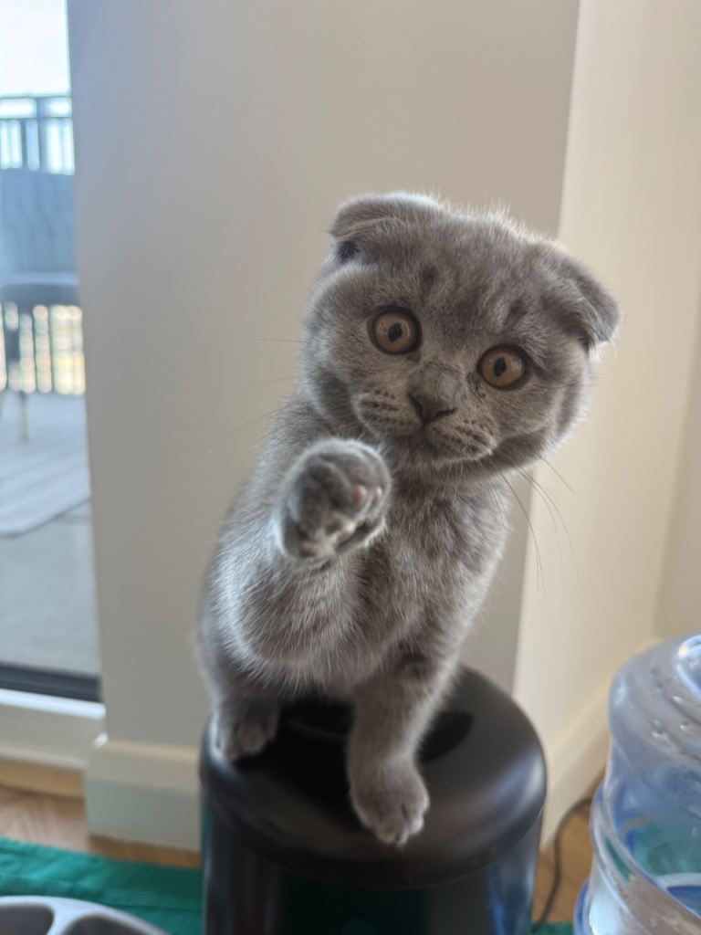 Pedigree Adorable British shorthair Kittens