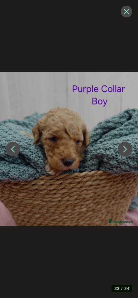 Mini Golden Doodle Puppies Boys