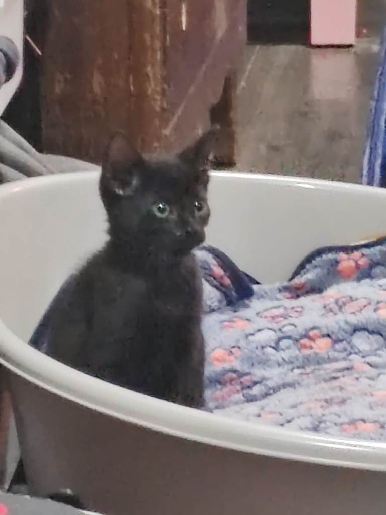 10 week old kitten
