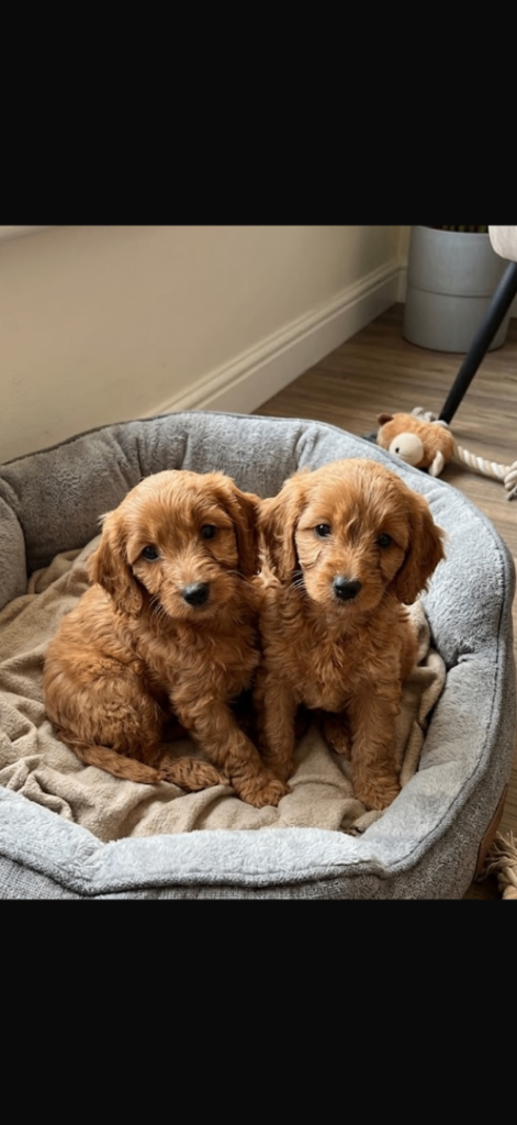 Cockapoo