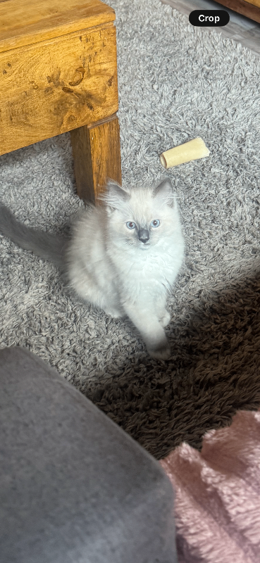 Ragdoll fluff balls