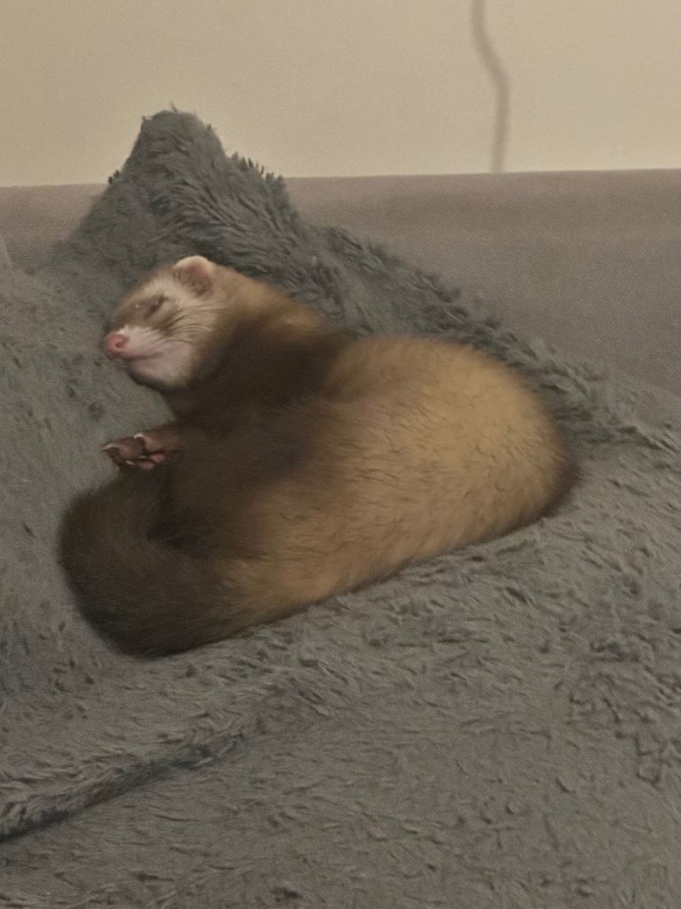 Male Ferret 5 Months Old