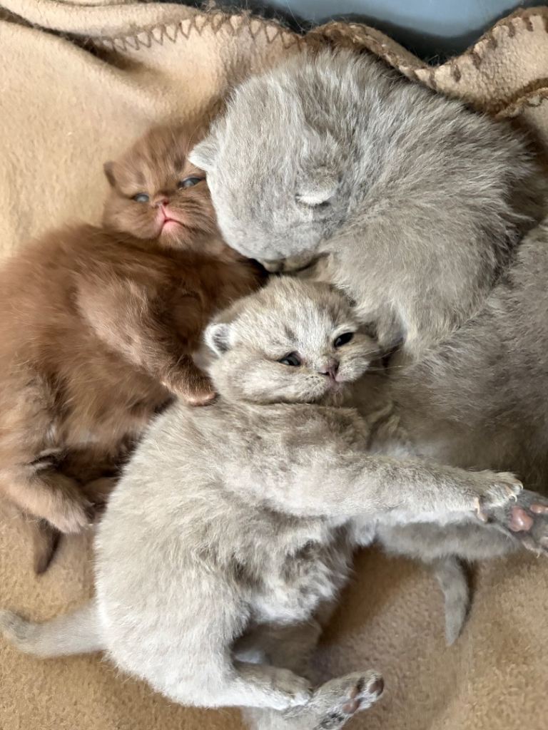GCCF Pure Pedigree British Shorthair - Top Quality