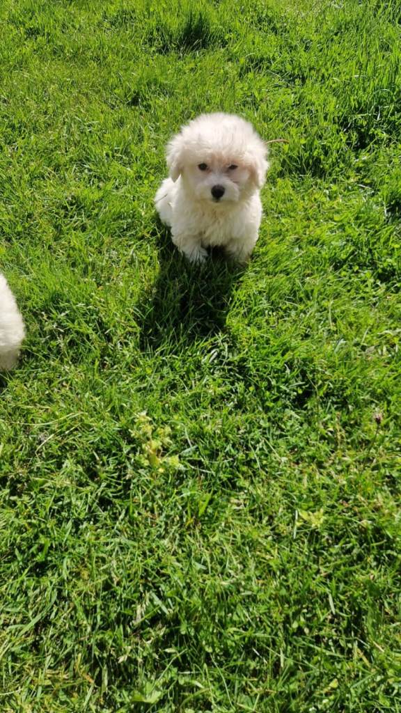 Bichon frise puppies 