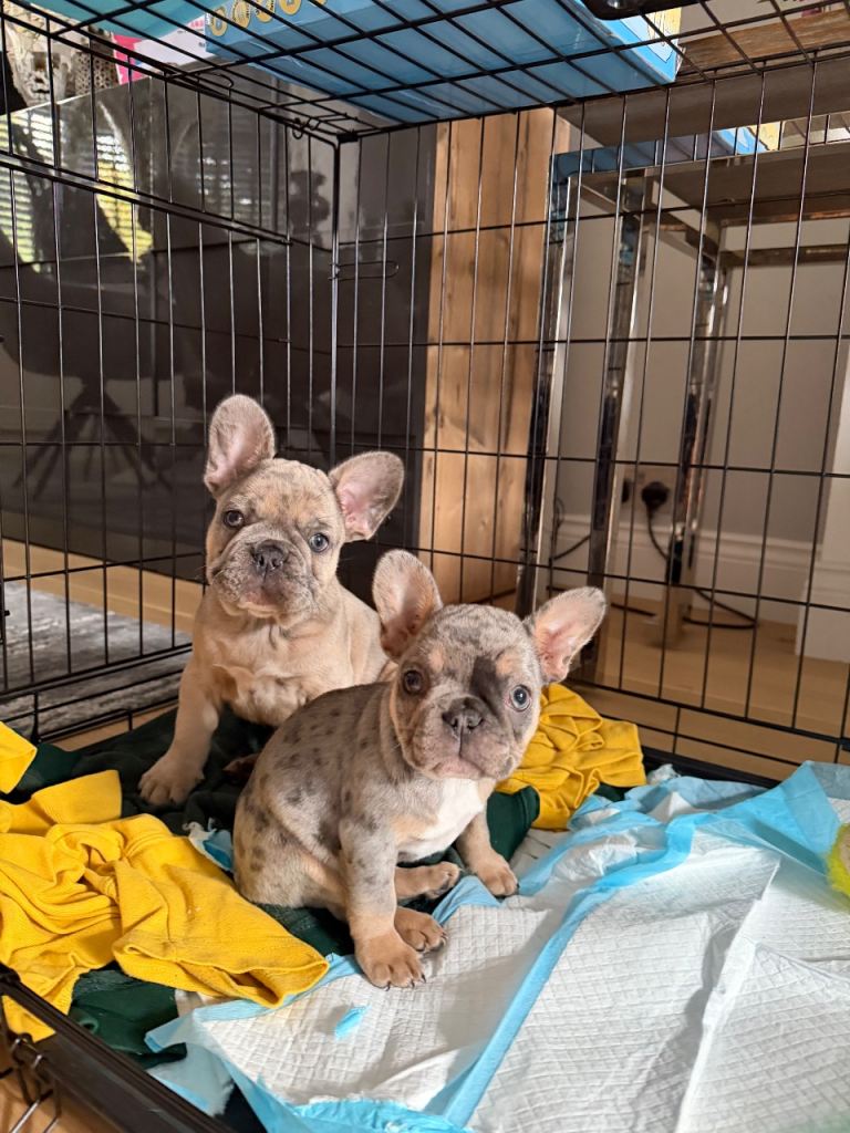 French bulldog puppies 