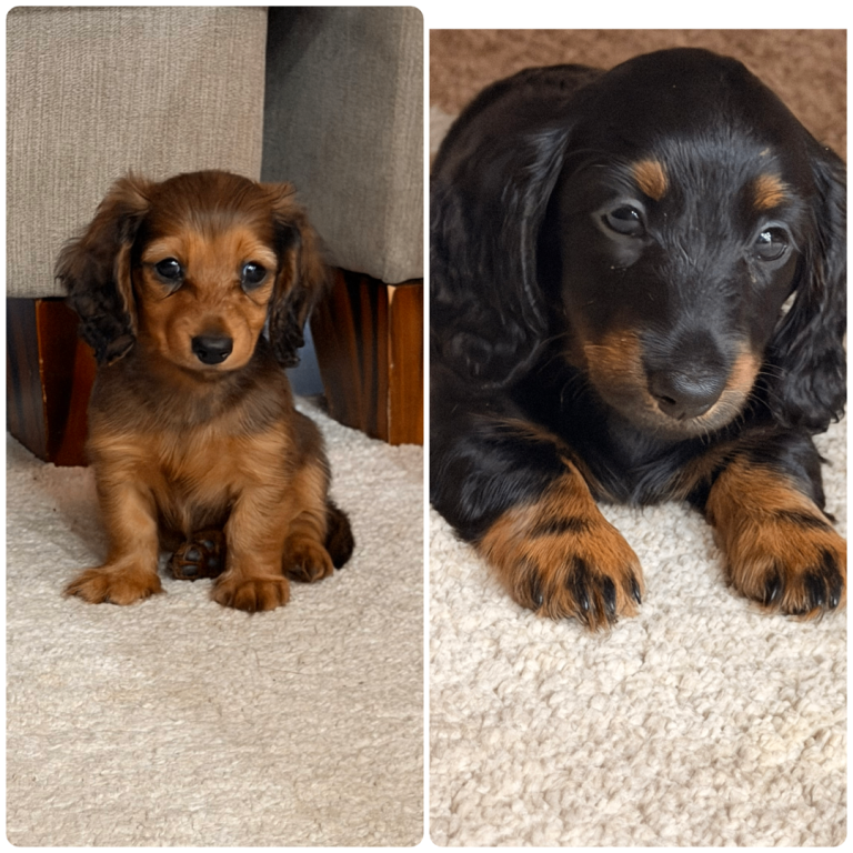 READY TO GO 22nd JULY 🐾 Beautiful Mini Dachshund 