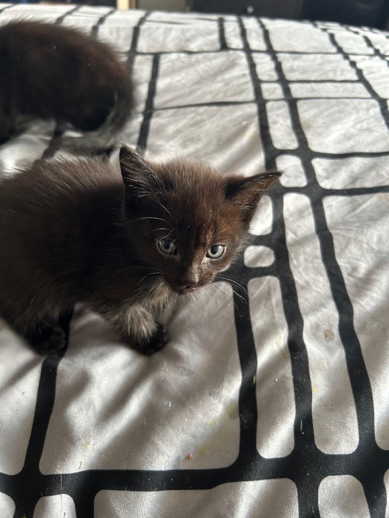 Kittens for sale