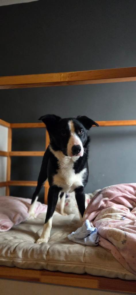 Border Collie pup, 9 months (PENDING)