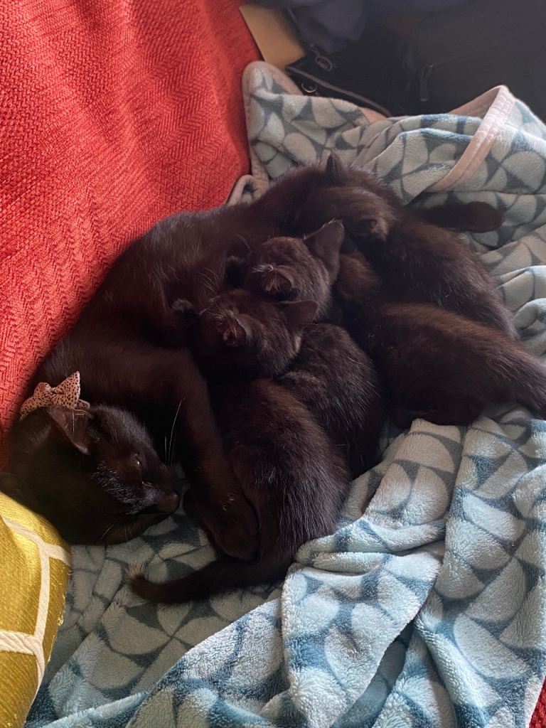 Black shorthair female kitten 