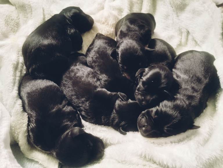 Miniature Schnauzer Puppies