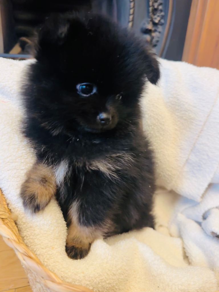 Beautiful 8 week old Pomeranian pups