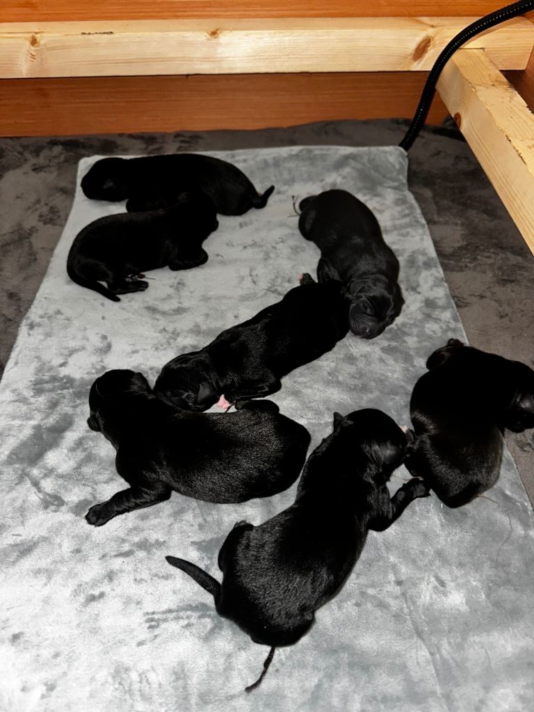 Labrador / Kelpie / puppies/ pups / dog 