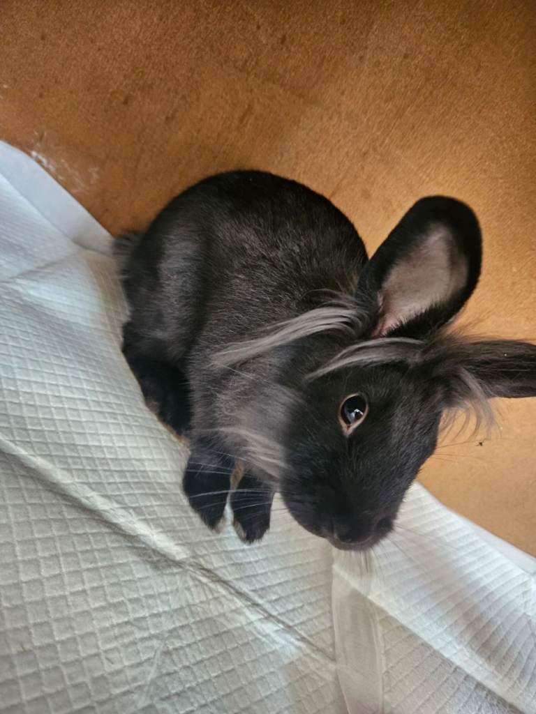 Lionhead male rabbit 