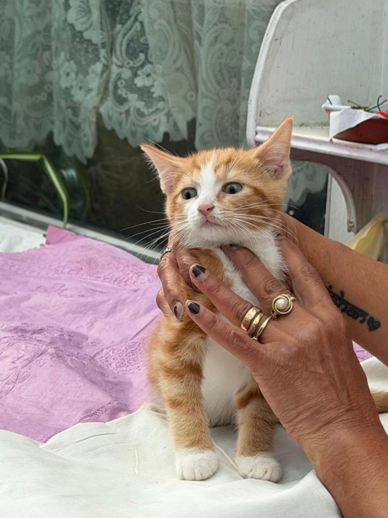 Kitten ginger and White 
