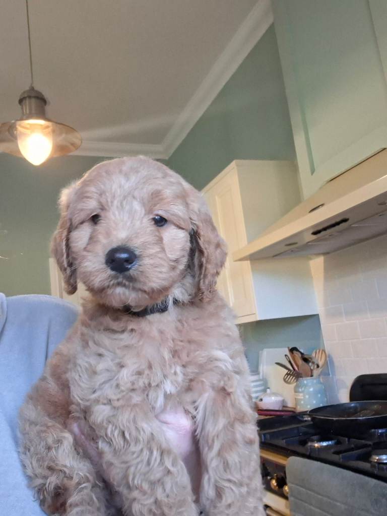Gorgeous F1 Toy Cockapoo puppies 