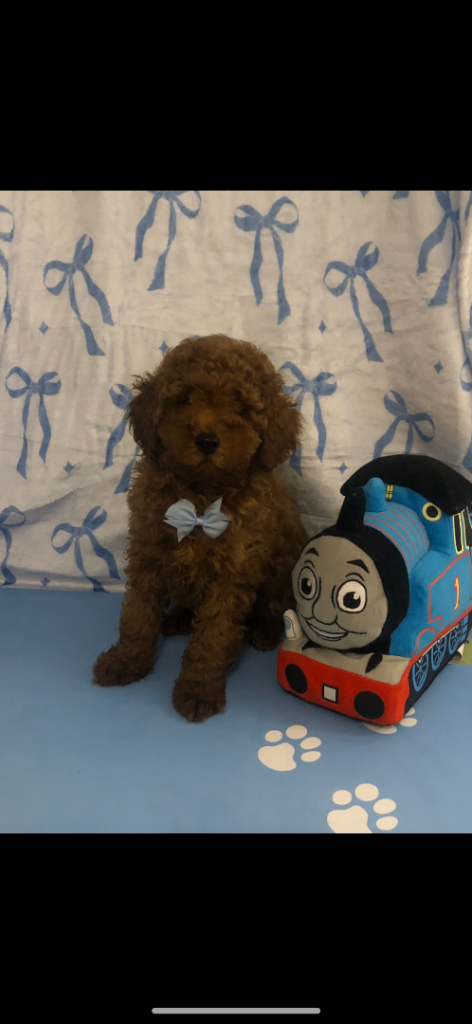 Kc Toy poodle puppies excessively hereditary tested clear 