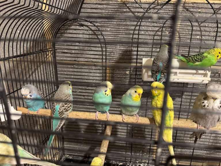 Budgies for Sale – Healthy & Active
