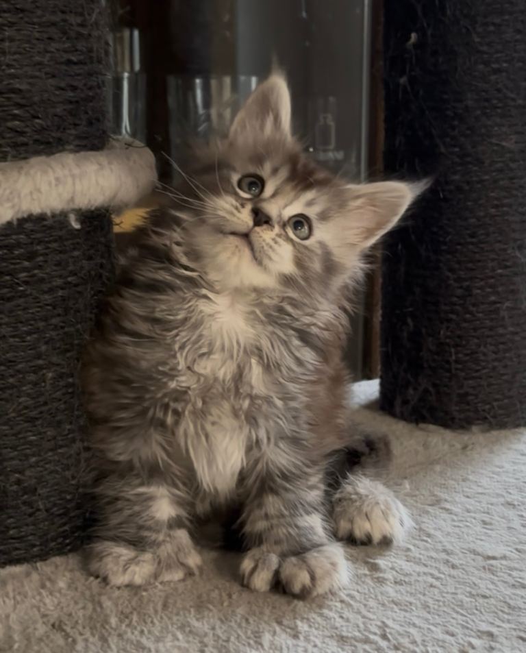 Tica registered polydactyl Maine coons 