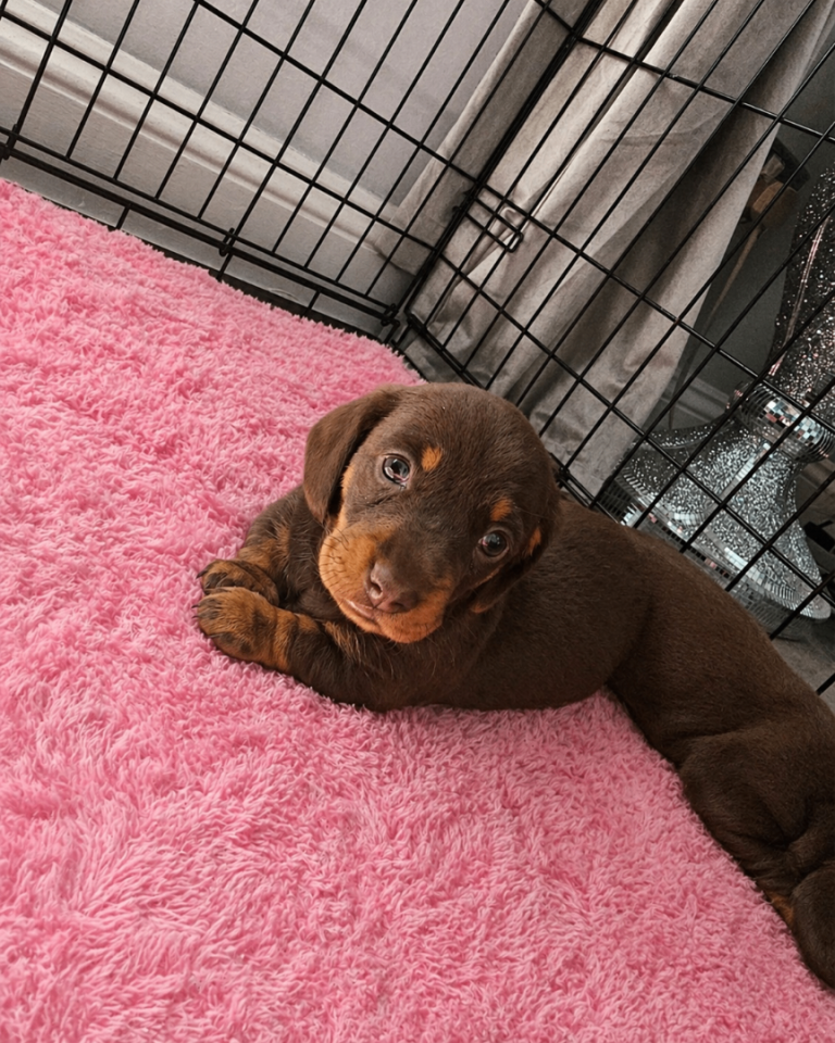 Dachshund girl puppy 