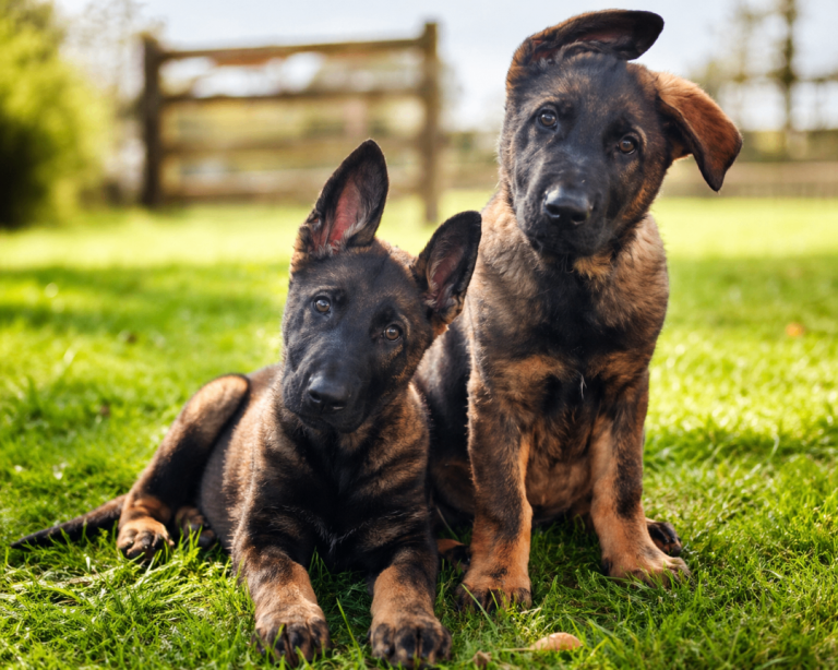 KC Registered German Shepherd Puppies Champion Line