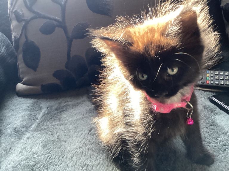 Beautiful Maine Coon/ Ragdoll/ Tabby cross Kittens