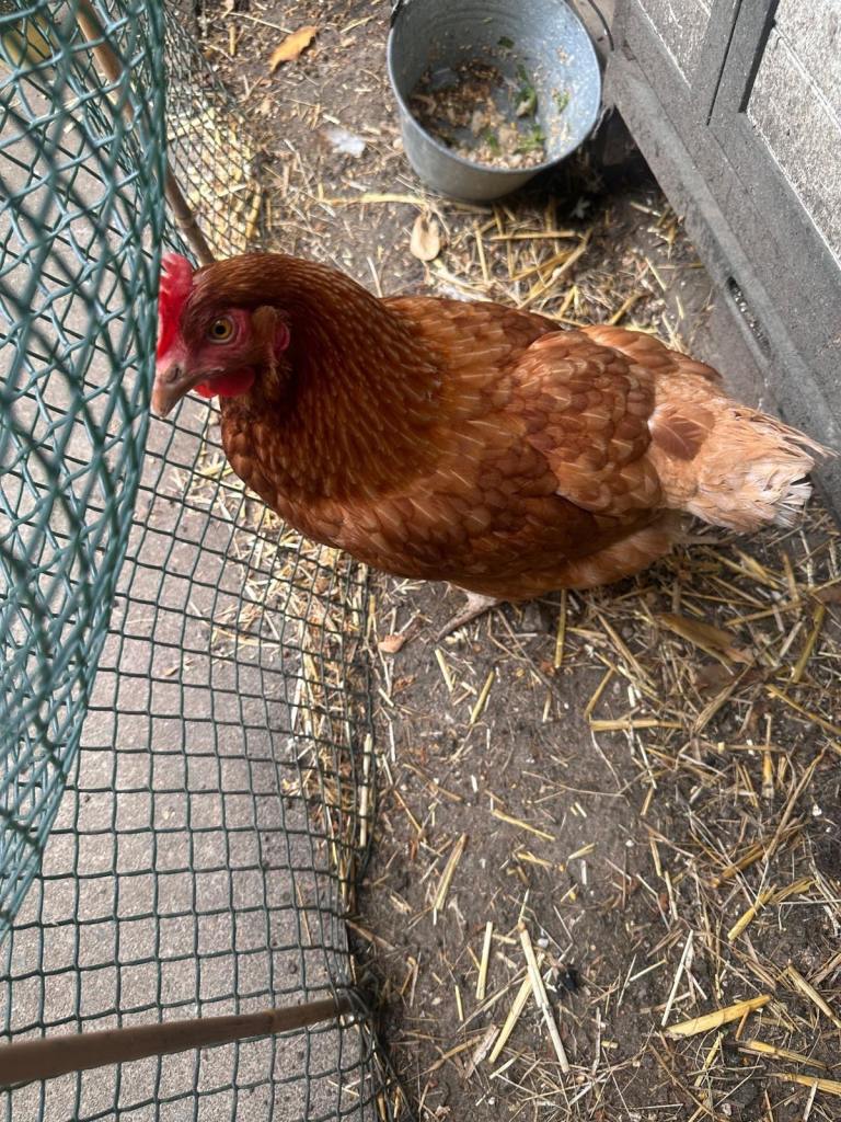 Healthy Hybrid Layer Hen 