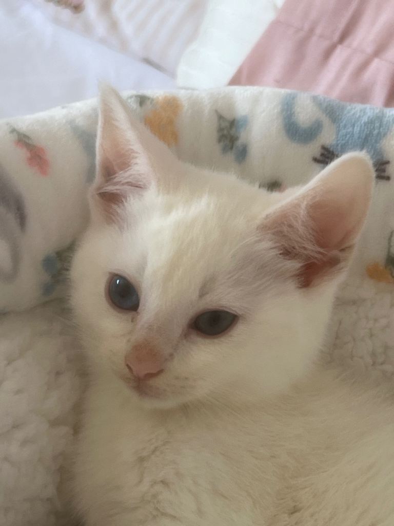 Kitten Ragdoll x Russian White Male 9 weeks 
