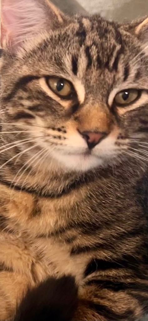 Gorgeous Siberian Cross Kittens🐾only the lovely tabby boy in main picture available 