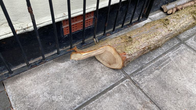 Free Fire wood large log from tree