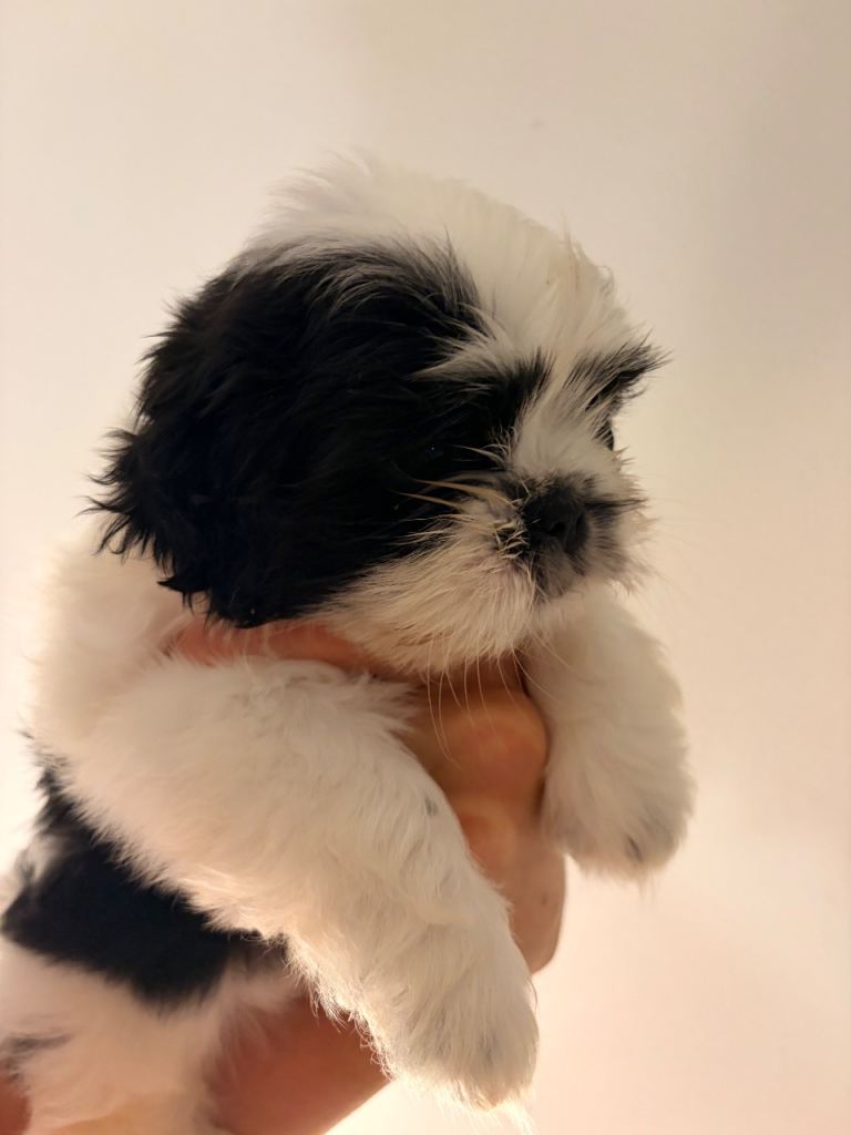     Gorgeous Shih Tzu Puppies – 2 Boys & 2 Girls Ready for Their Forever Homes