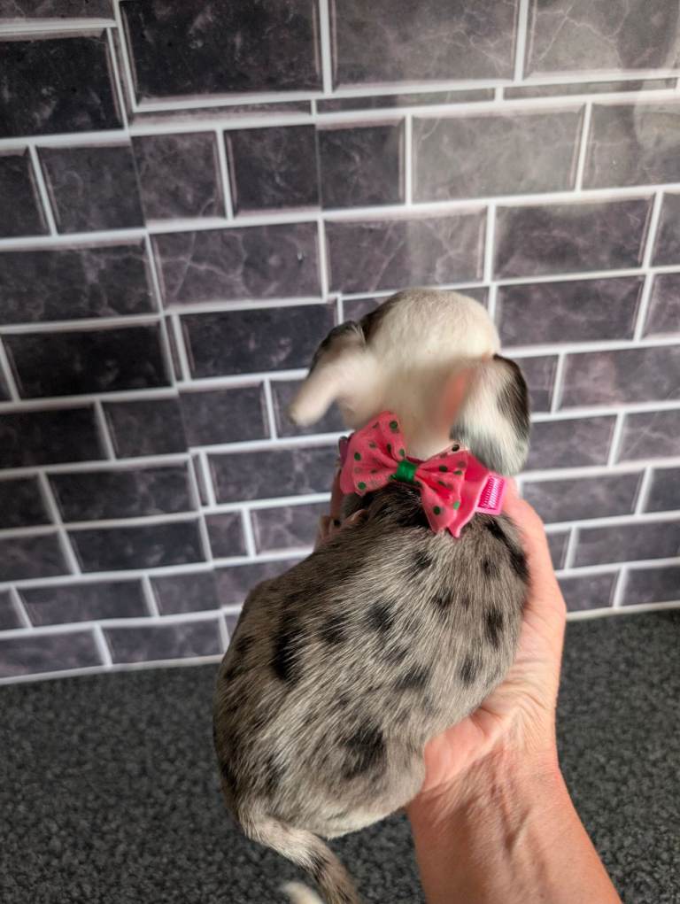 **READY TO COME HOME CHIWEENIE PUPS**