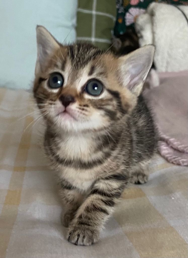 Kittens Ready for five star homes 