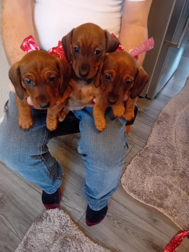 Dachshund puppies for sale