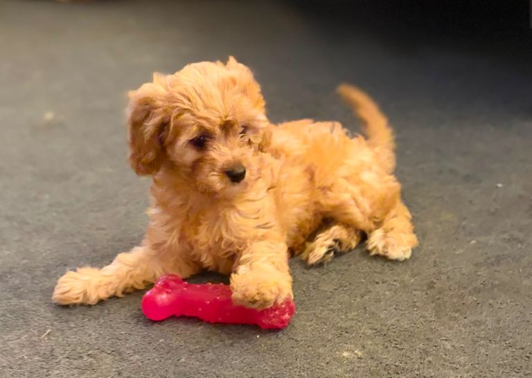 F1 Fox red cavapoo cuties last girl left reduced