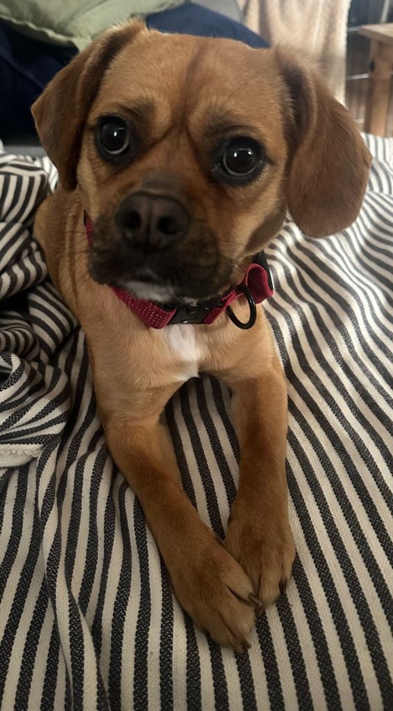 French bulldog cross - 1 year