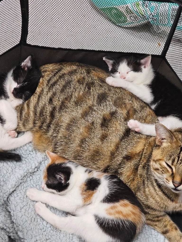 Kittens 