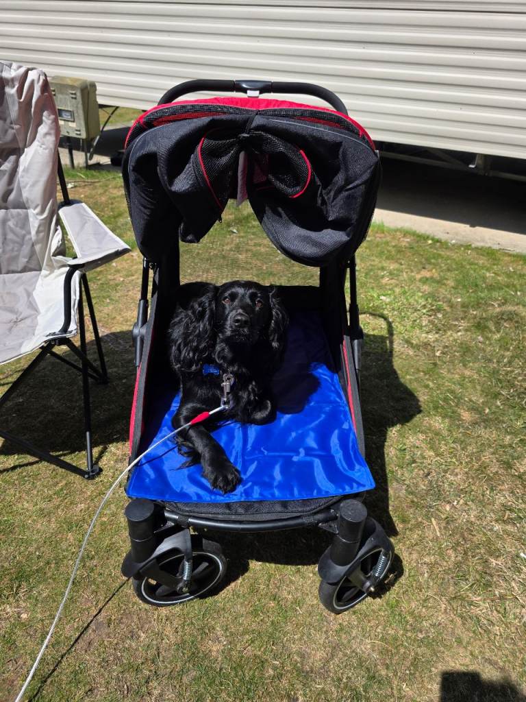 Extra large dog buggy/ stroller