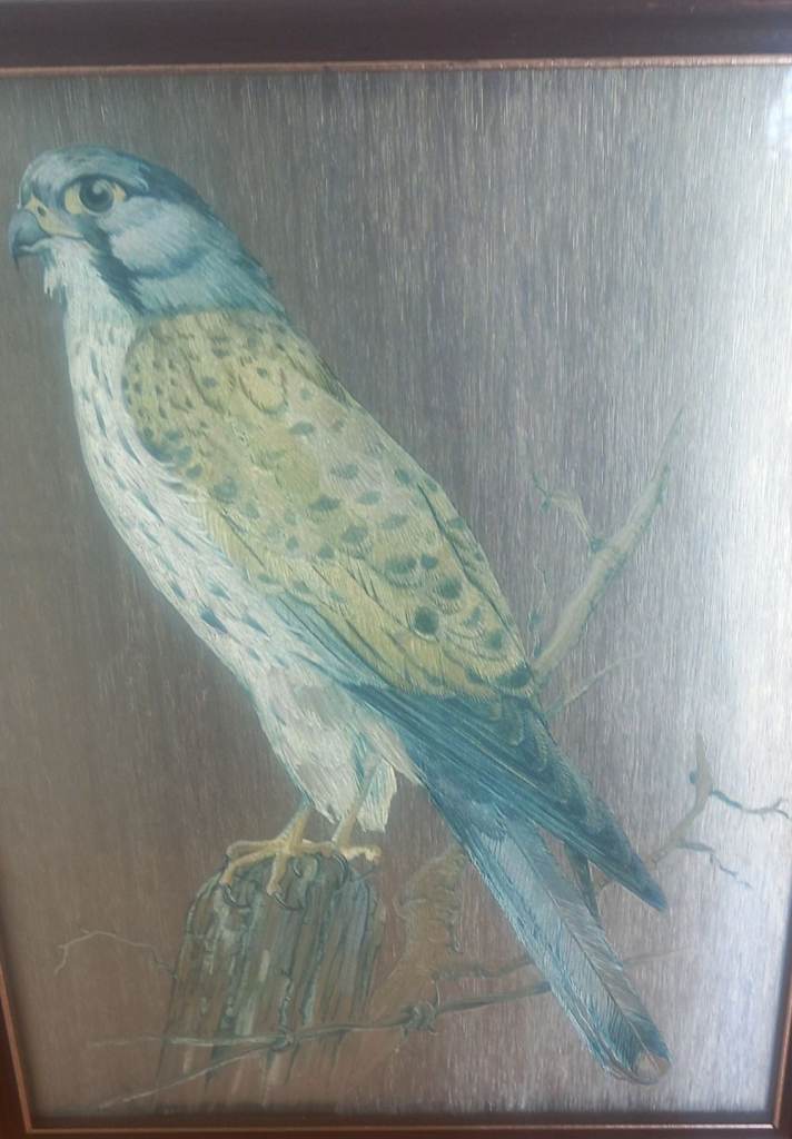 Framed metalic kestrel 