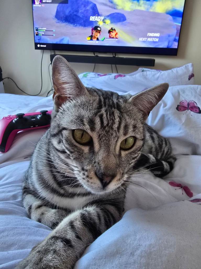 Silver female bengal